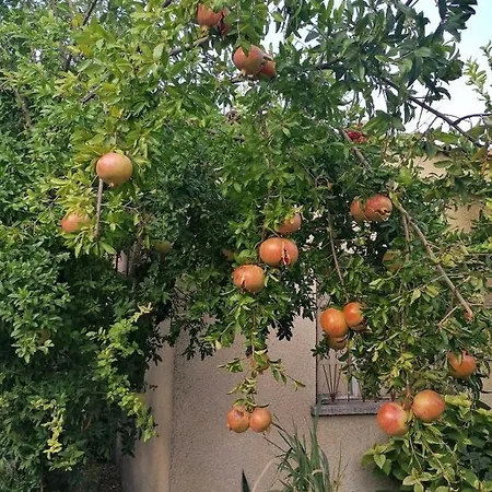 Laoutaris Panayia