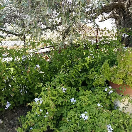 Laoutaris Panayia