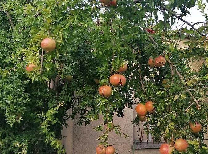 Laoutaris Παναγιά